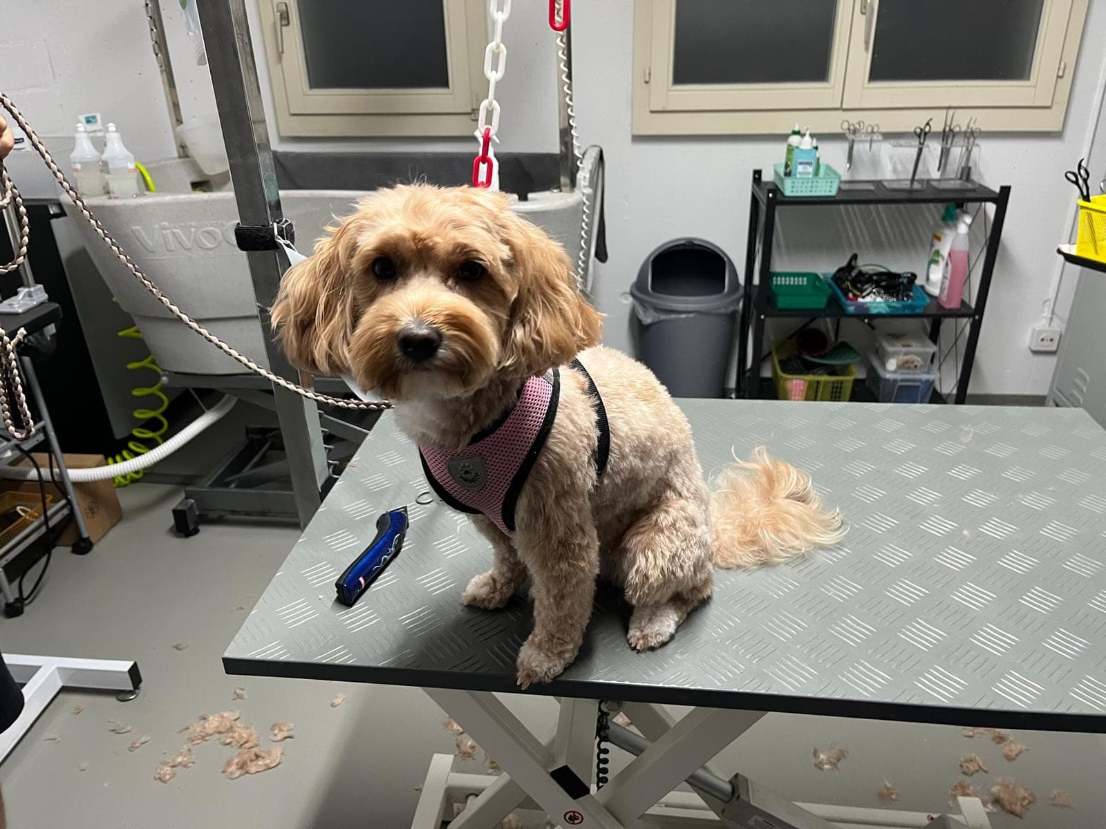 Cane dal pelo riccio appena tagliato sul tavolo da toelettatura