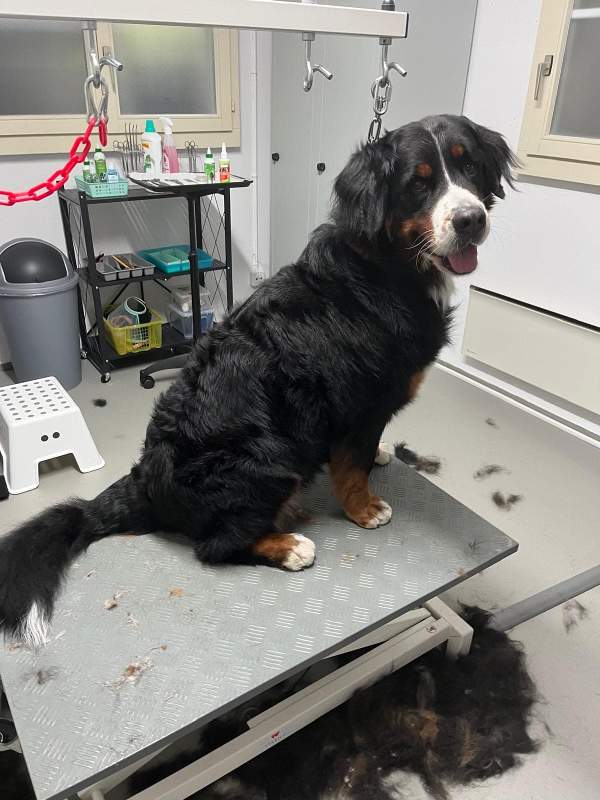 Bovaro del Bernese sul tavolo da toelettatura, sotto di lui il sottopelo spazzolato via