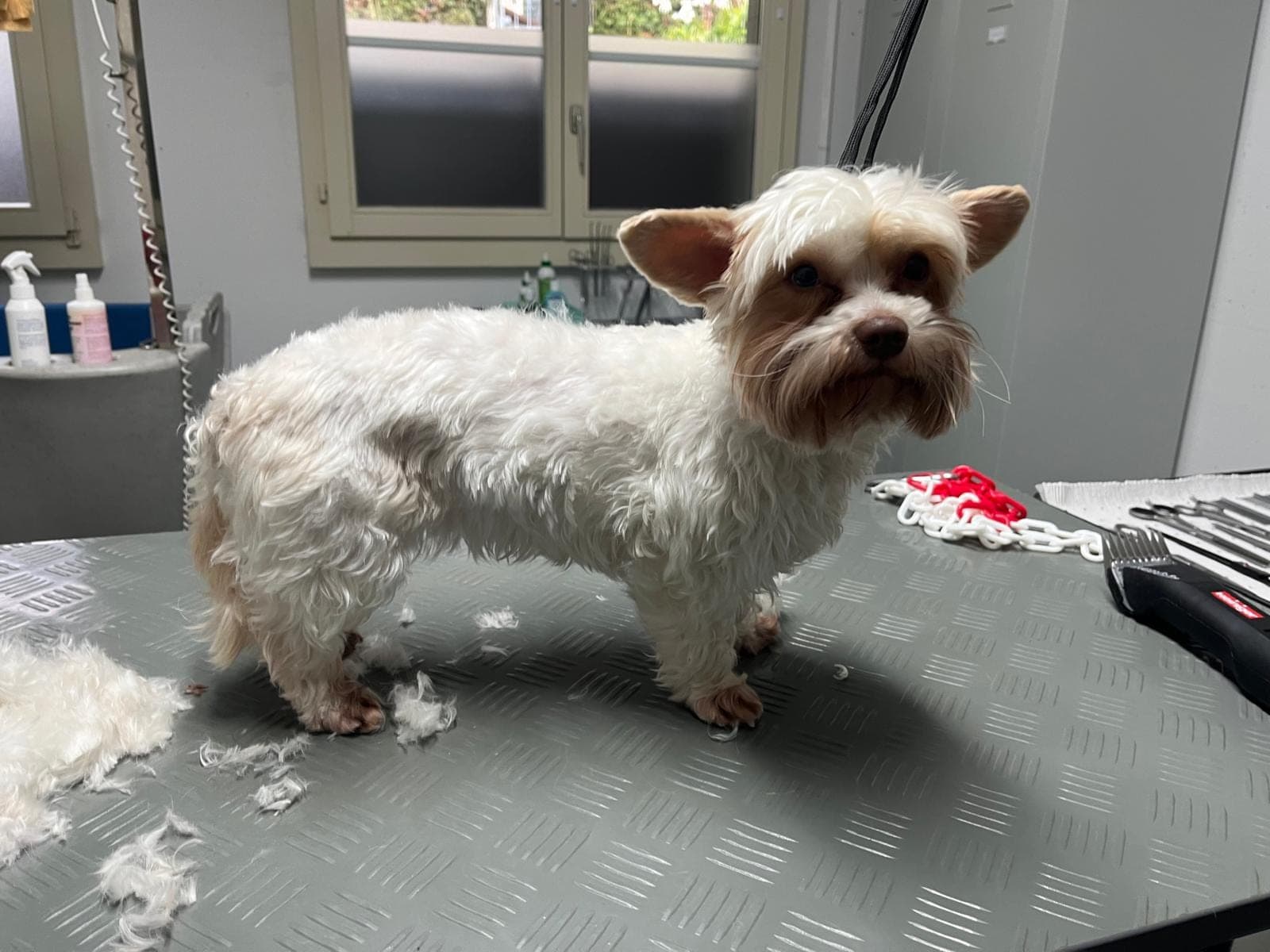 Piccolo cane bianco dopo il taglio sul tavolo da toelettatura