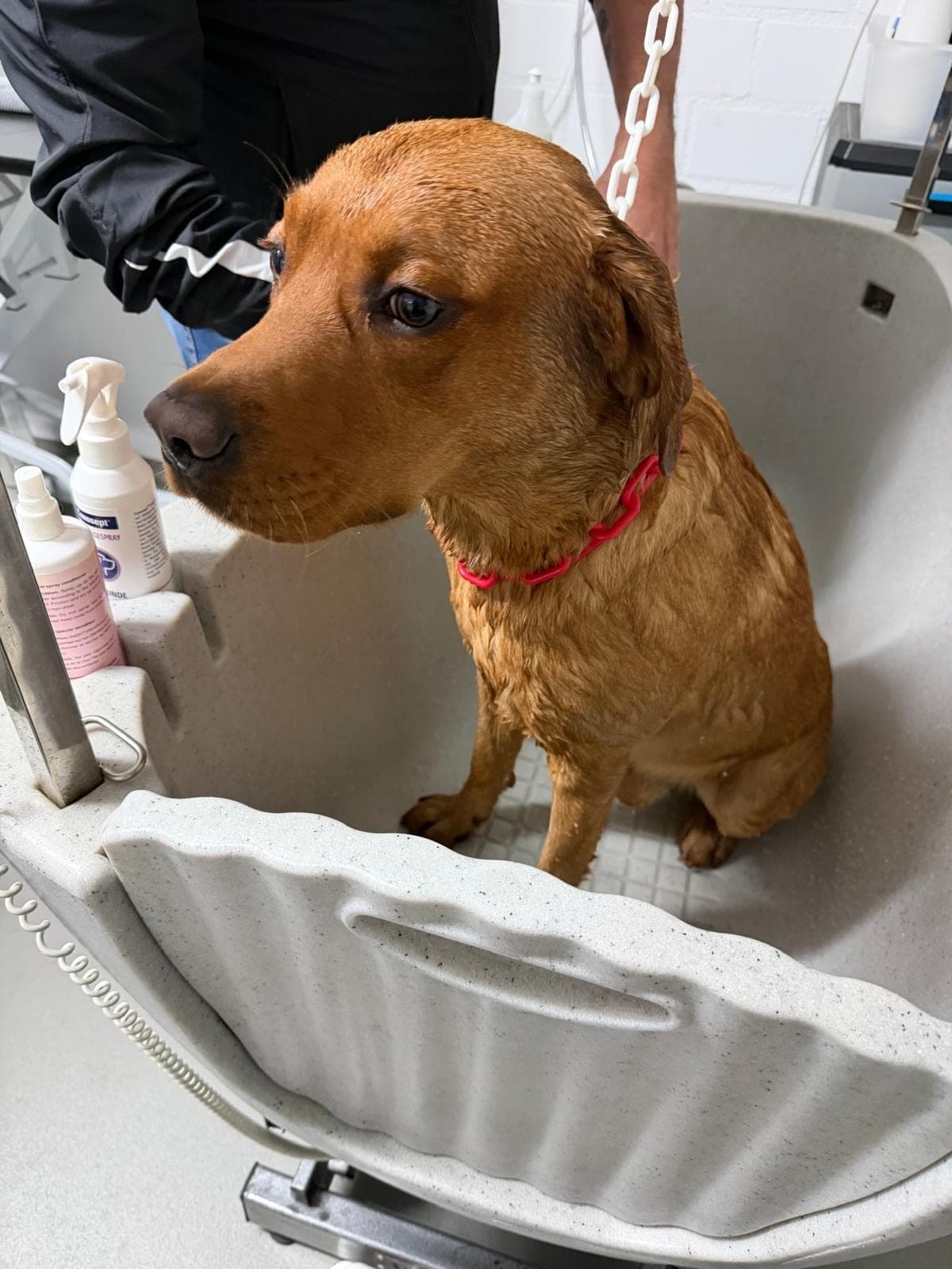 Cane marrone bagnato seduto nella vasca per cani