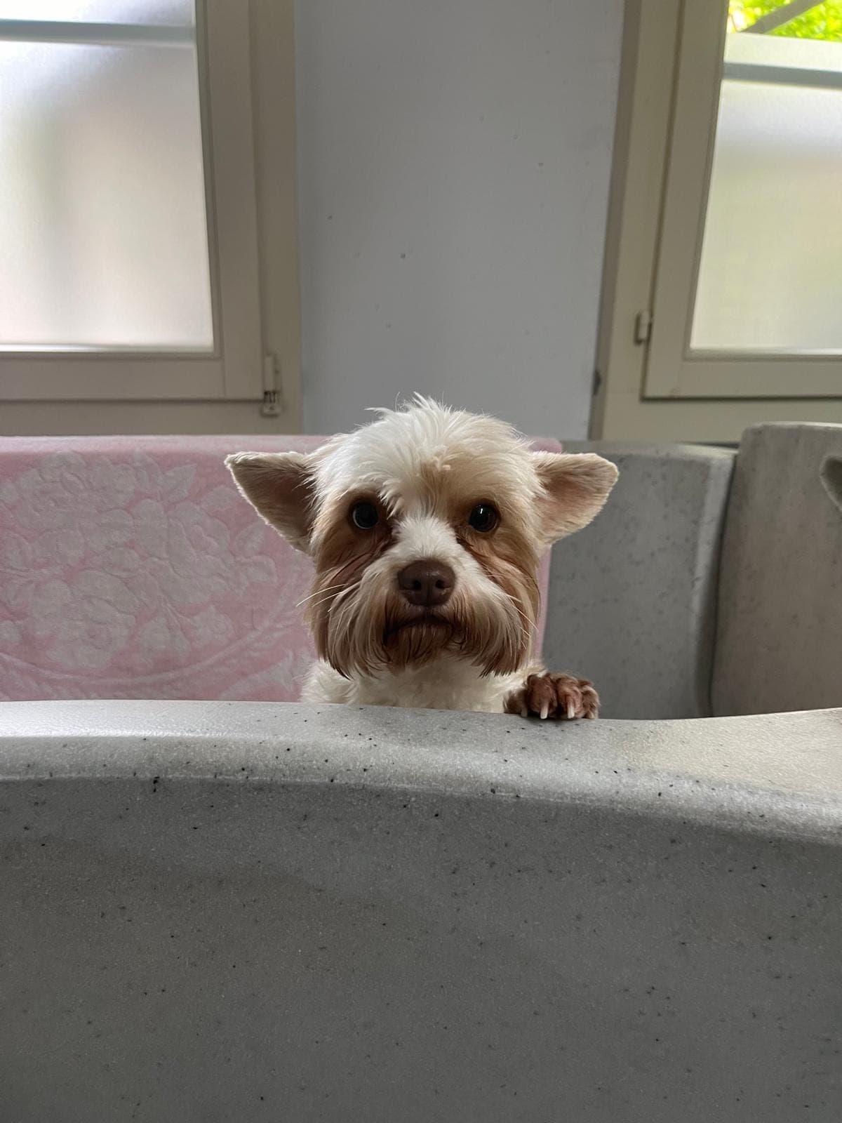 Piccolo cane che guarda oltre il bordo della vasca per cani