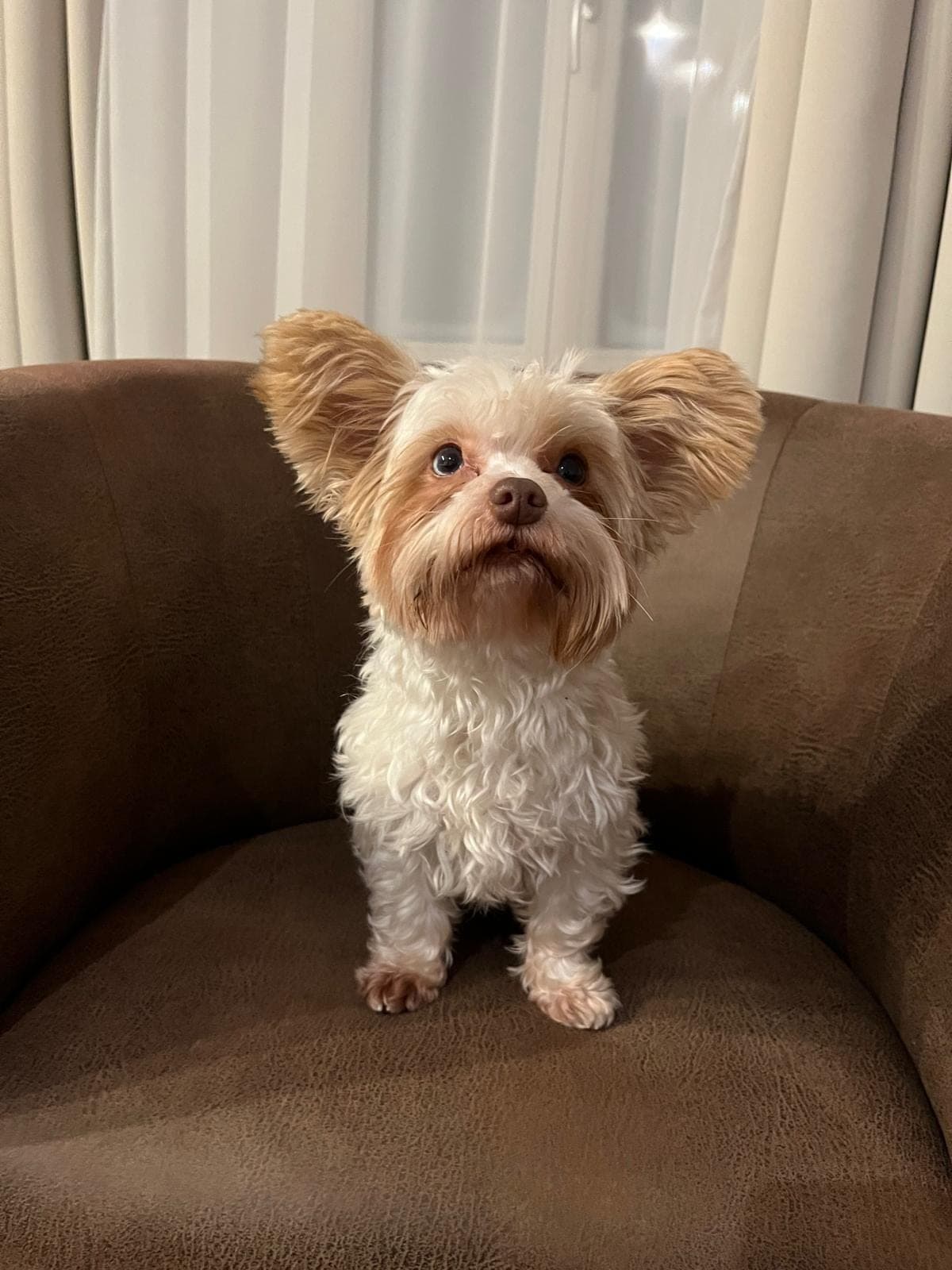 Piccolo cane dal pelo chiaro seduto su una poltrona marrone