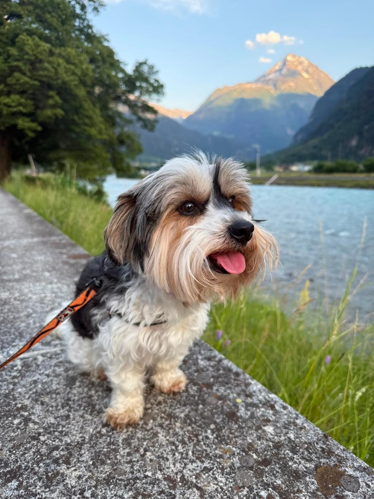 Piccolo cane al guinzaglio in riva al lago, davanti alle montagne