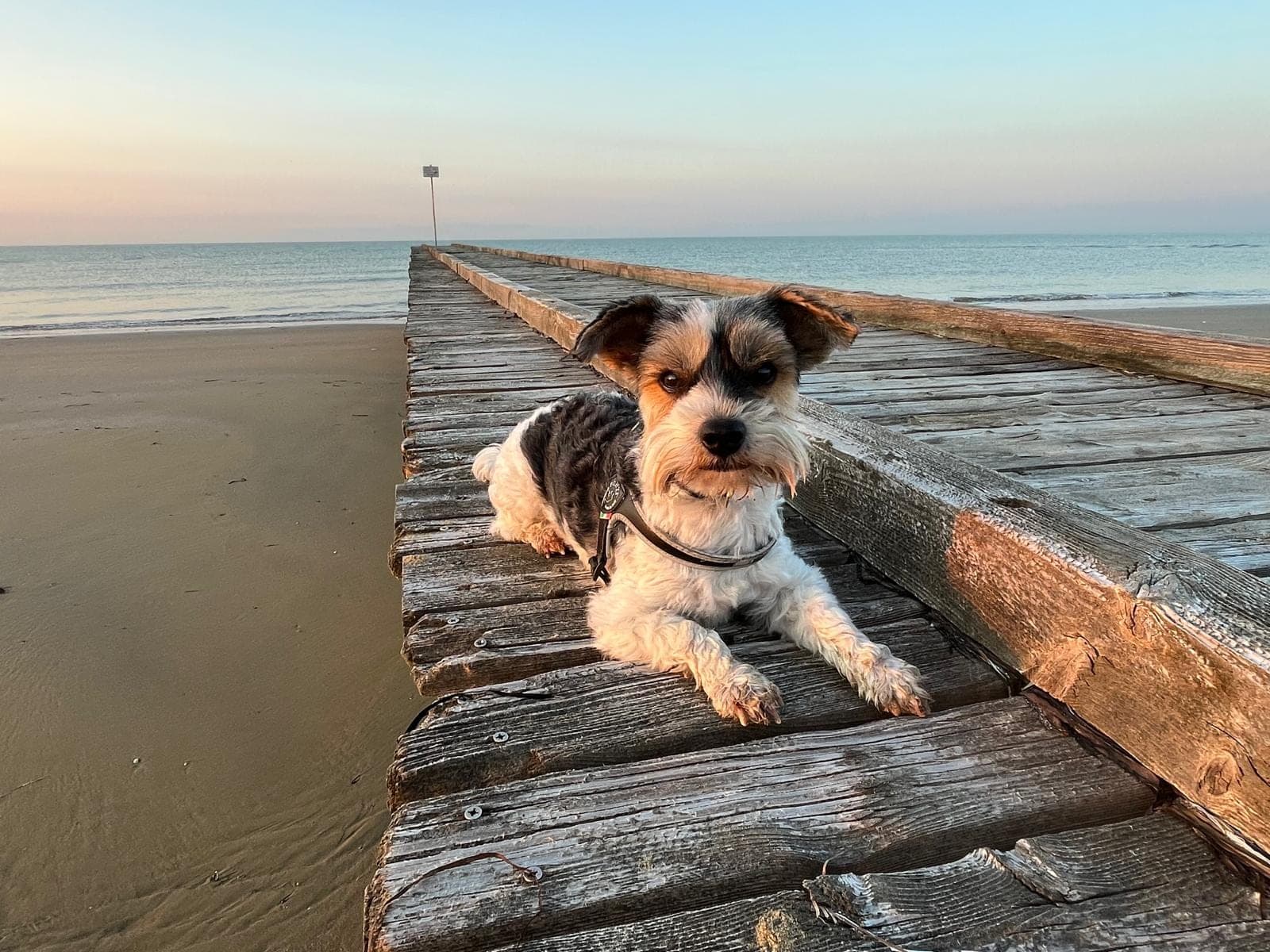 Piccolo cane sdraiato su un pontile di legno al mare