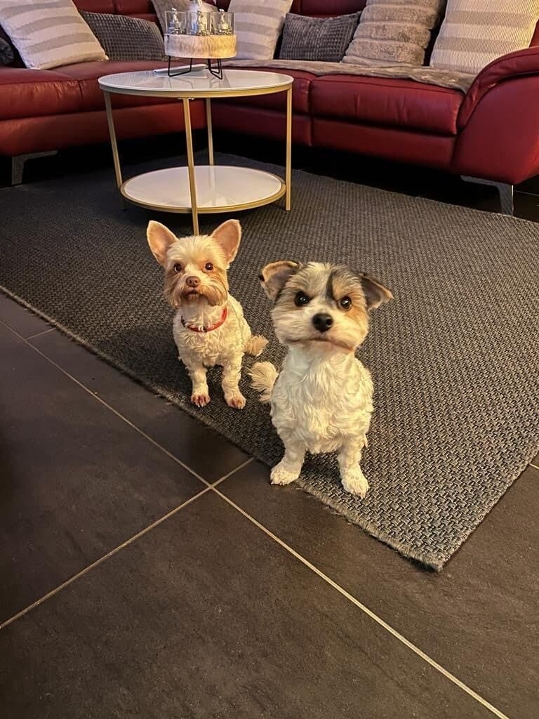 Gli Yorkshire Terrier di Luigi, Hailie e Sky