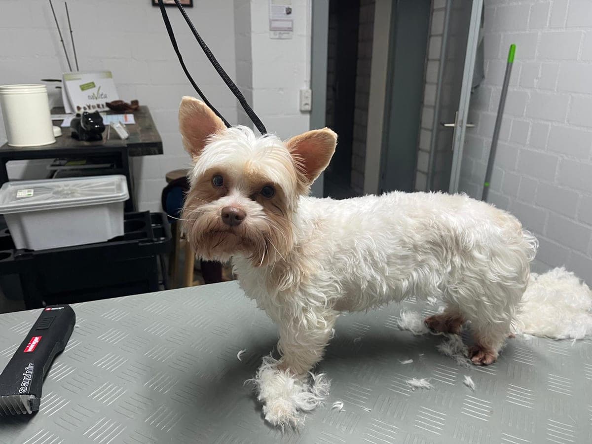Piccolo cane bianco dopo la tosatura sul tavolo da toelettatura, accanto alla tosatrice e al pelo tagliato