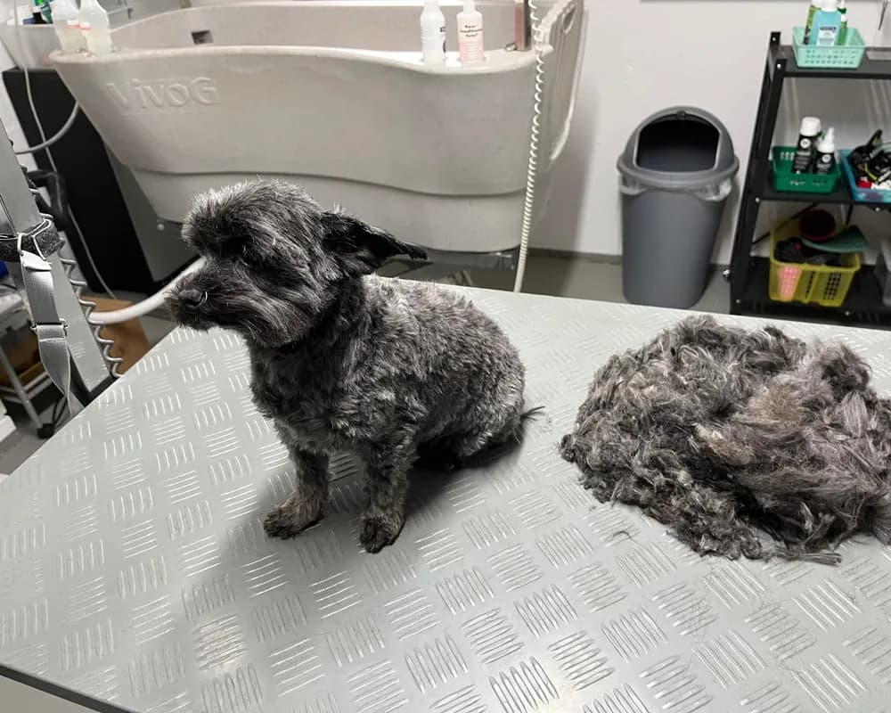 Toelettatura da Hundesalon Luigi a Erstfeld: un piccolo cane dopo la tosatura sul tavolo, accanto al pelo tagliato